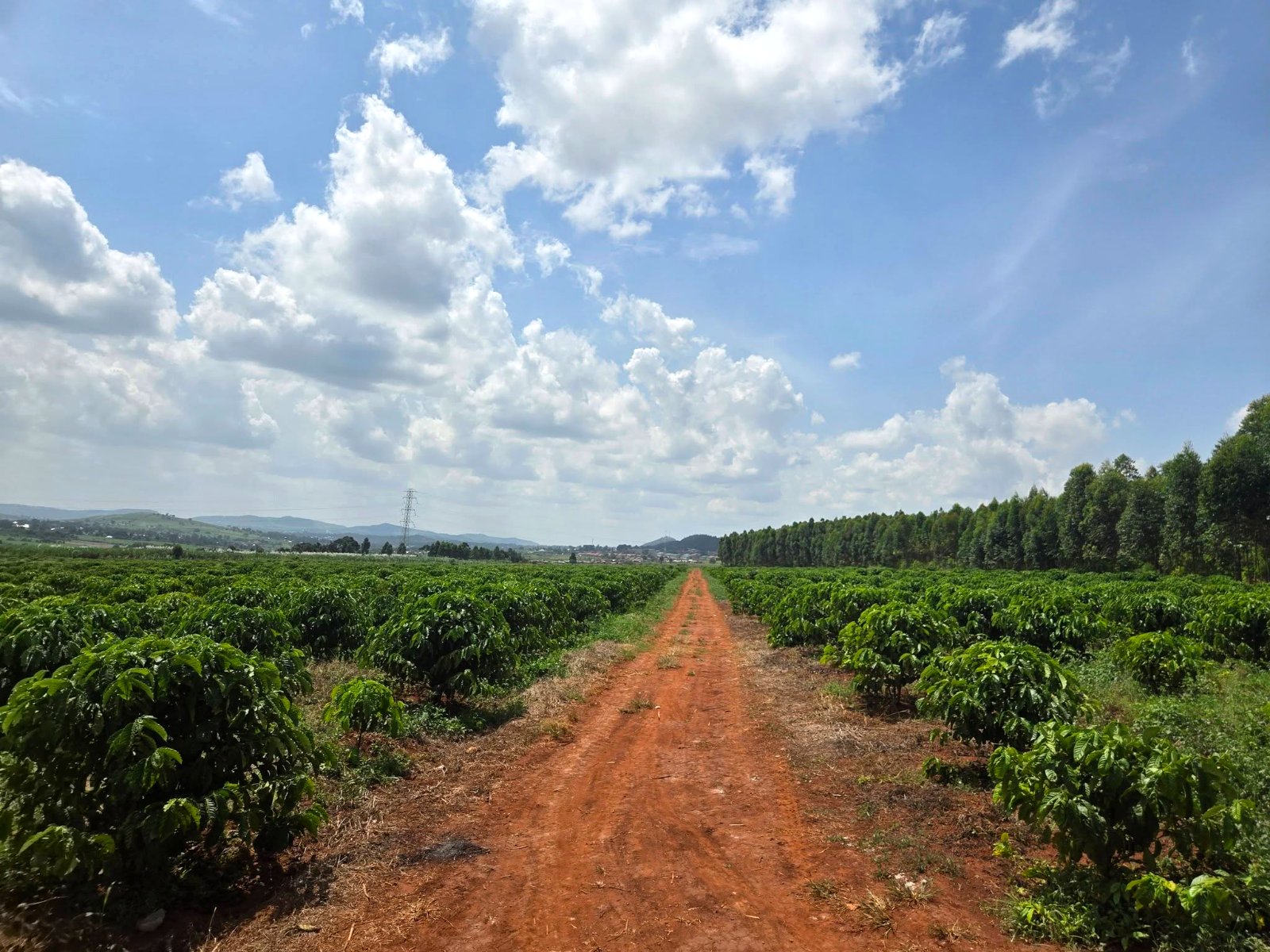 Robusta coffee estate rows, Wairasa, Busoga