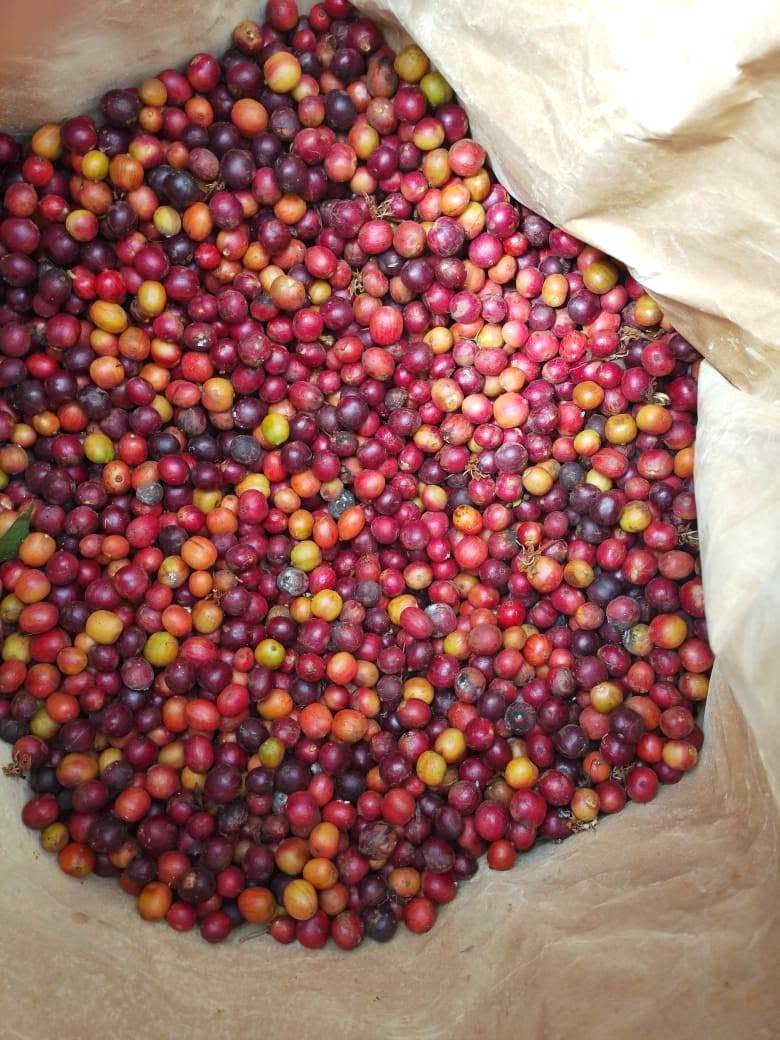 Ripe red and yellow Robusta coffee cherries spread out to dry after harvest at Thena Estates, Mayuge District, Eastern Uganda