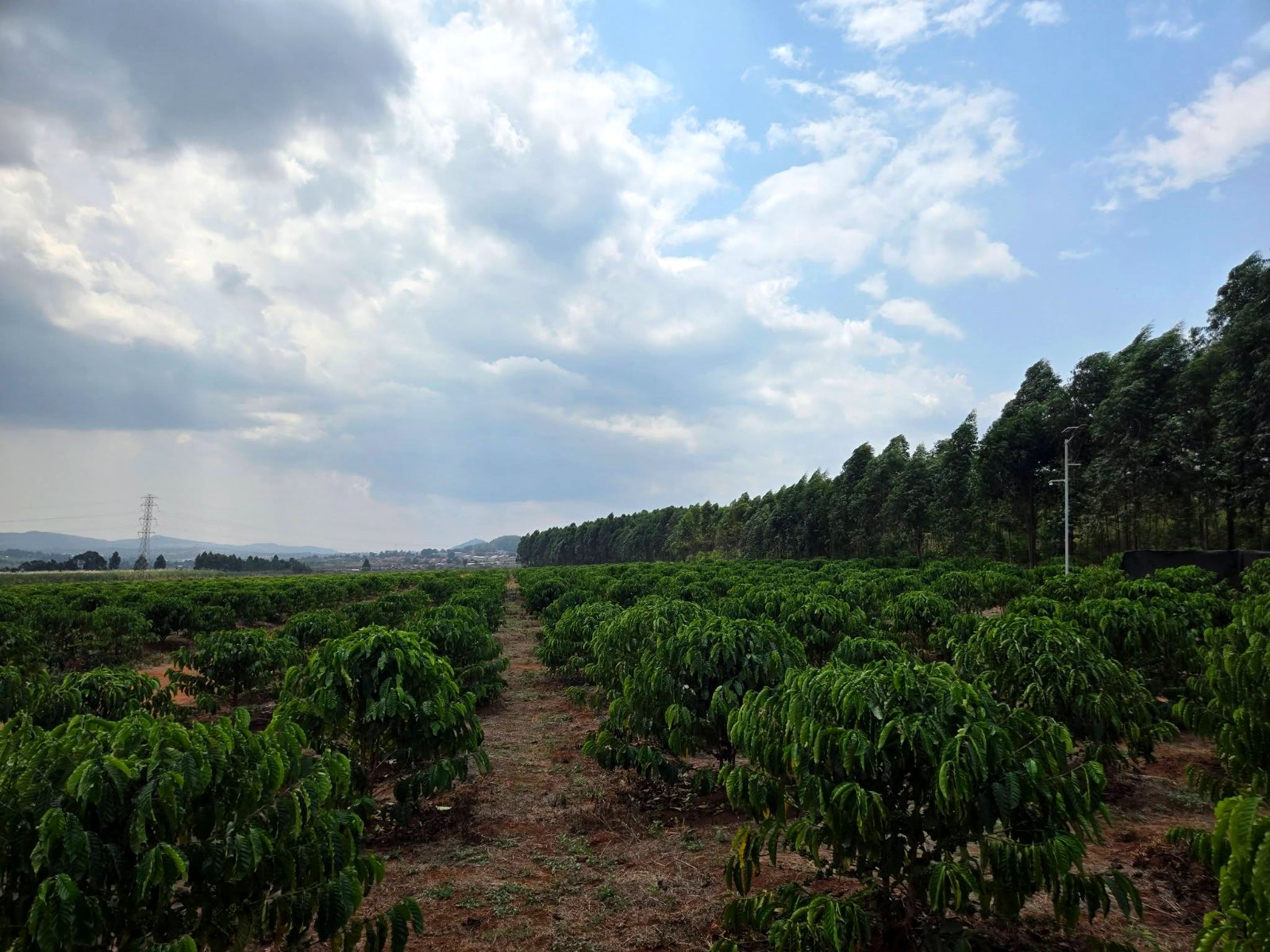 Coffee rows across the estate