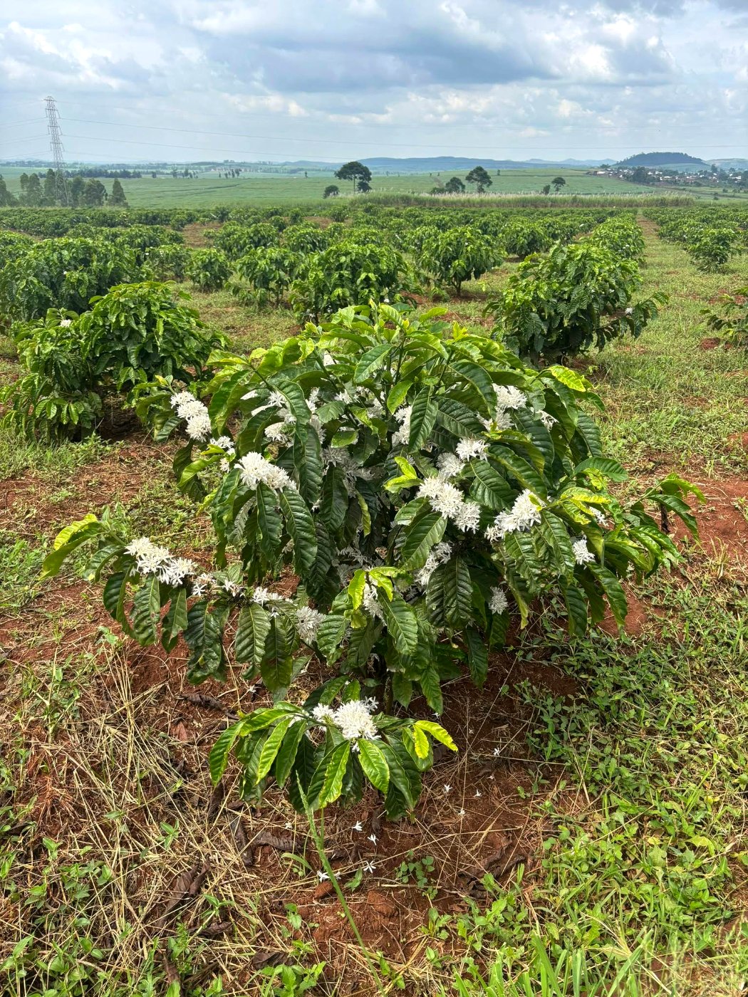 Robusta coffee tree in flower at Wairasa